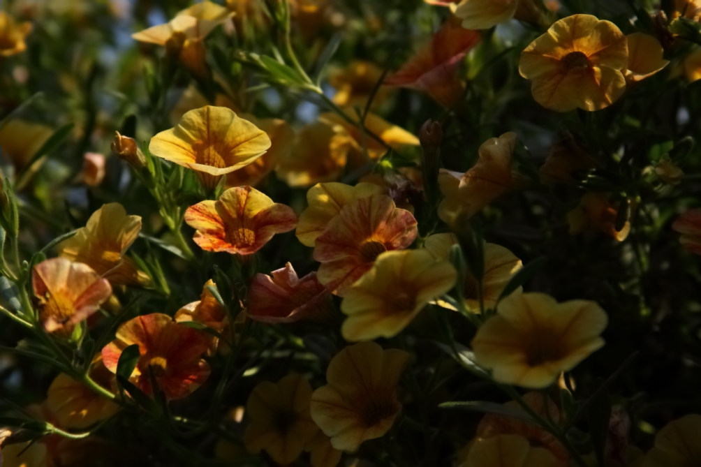 2011 08 05 IMG 35554